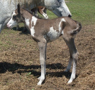 arabfilly1.jpg