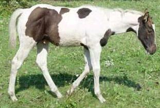 colt07ofh.jpg