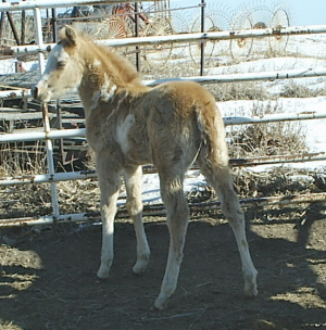 filly46.jpg