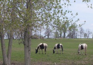 mares3may093.jpg