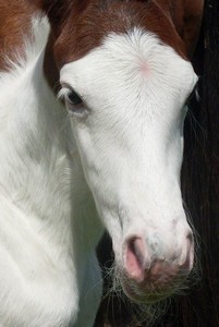 palcolt1.jpg