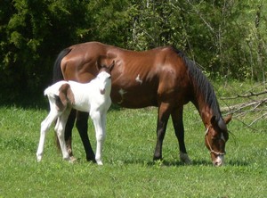 palcolt2.jpg