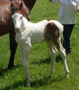 palcolt3.jpg