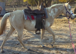sparkle2saddle.jpg