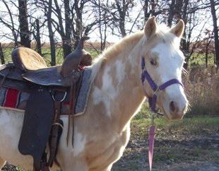 sparklesaddle1.jpg