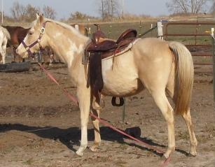 sparklesaddle4.jpg